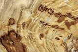 Polished Oligocene Petrified Wood (Pinus) - Australia #221126-1
